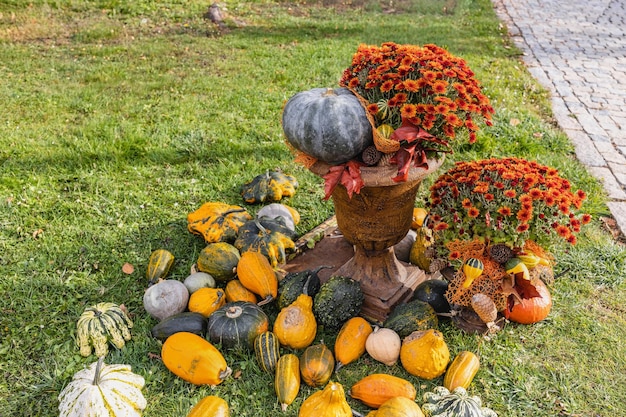 Halloweenowe dynie i kwiaty chryzantemy jesienne dekoracje