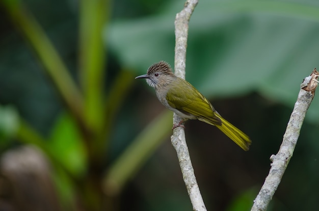 Halny Bulbul w naturze (Ixos mcclellandii)