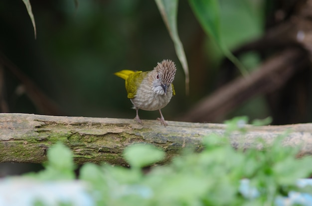 Halny Bulbul W Naturze (ixos Mcclellandii)