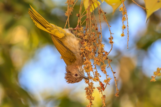 Halny Bulbul w naturze (Ixos mcclellandii)