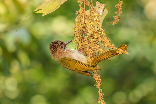 Halny Bulbul w naturze (Ixos mcclellandii)