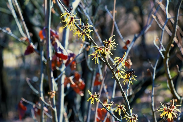 Hamamelis virginiana z żółtymi kwiatami kwitnącymi wczesną wiosną