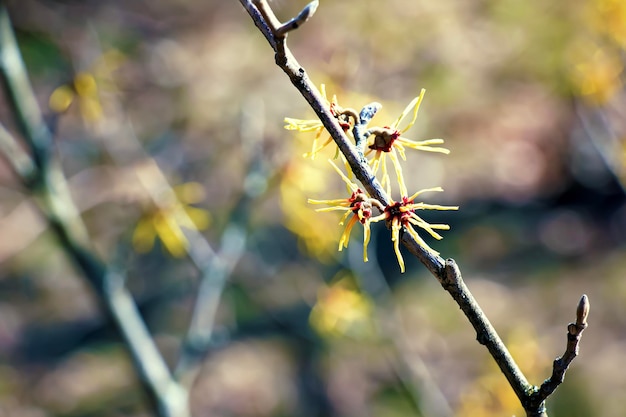 Hamamelis virginiana z żółtymi kwiatami kwitnącymi wczesną wiosną