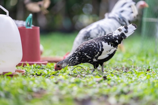 Hamburski piskląt na odkrytym polu w ogrodzie domowym człowieka