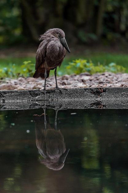 Hamerkop