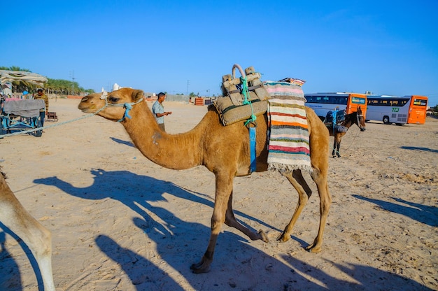 HAMMAMET TUNEZJA paź 2014 Wielbłąd dromader na Saharze 7 października 2014
