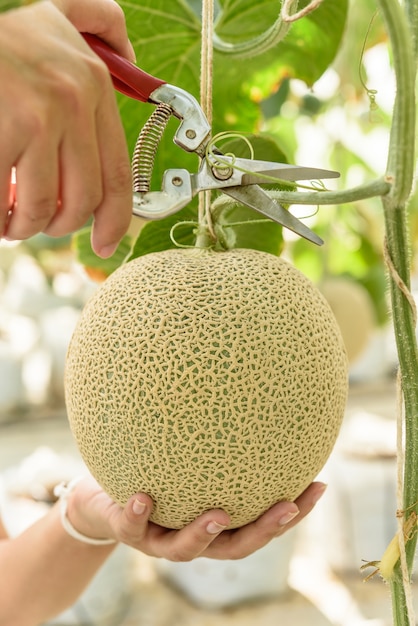 Hand hold scissor cut melon liść, zielone melony lub melony kantalupa rosnące rośliny