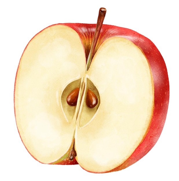 Handdrawn akwarela połowa dojrzałego soczystego czerwonego jabłka