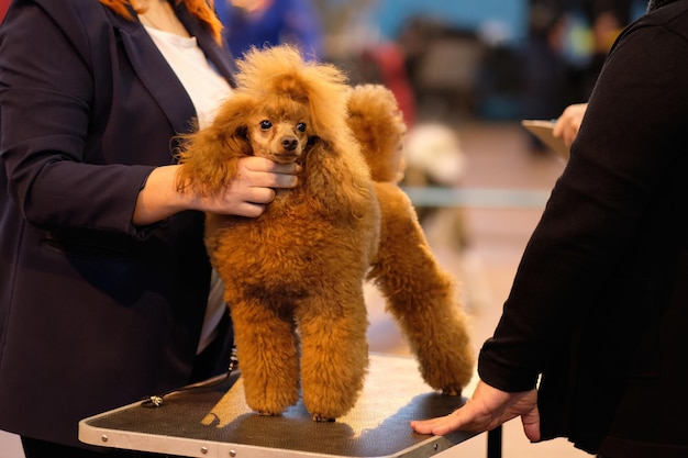 Handler Wystawia małego brzoskwiniowego pudla do inspekcji przez specjalistę od psów