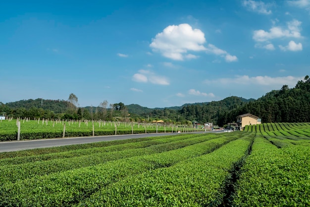 Hangzhou Qiandao Lake Góra Herbaty