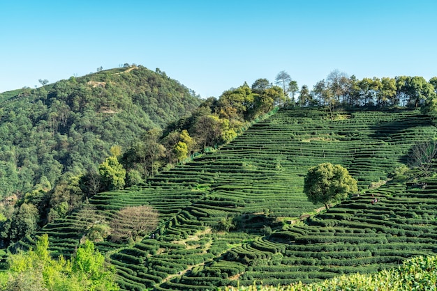 Hangzhou West Lake Longjing Herbaciana Góra