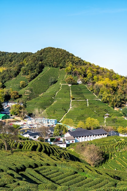 Hangzhou West Lake Longjing Herbaciana Góra