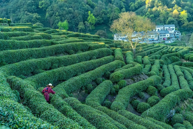 Hangzhou West Lake Longjing Herbaciana Góra