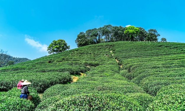 Hangzhou West Lake Longjing Herbaciana Góra