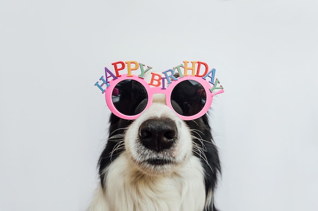 Happy Birthday party concept Zabawny ładny szczeniak rasy border collie noszący urodziny głupie okulary na białym tle Pies na urodziny
