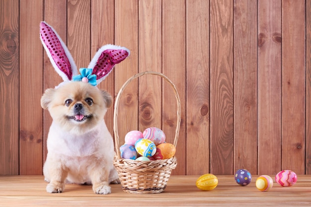 Happy Easter day kolorowe jajka w koszyku i śliczne szczenięta pomorskie rasy mieszanej pekińczyk nosić uszy królika siedzącego na tle podłogi z drewna