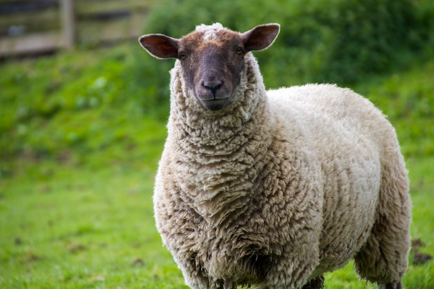 Happy Sheep Mid Shot