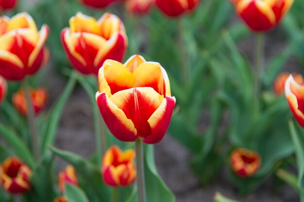Harmonia W Medytacji Natura Jest Człowiekiem Antystresowym Piękne Jasne Pola Tulipanów Holandia Wiosną Ciesząc Się Wiosennym Dniem Kolorowe Pole Tulipanów Holandia Pola żarówek Na Wiosnę
