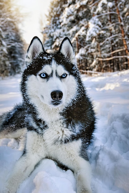 Haski syberyjski pies na śniegu i rozgląda się Wysokiej jakości zdjęcie Zimowy pies husky