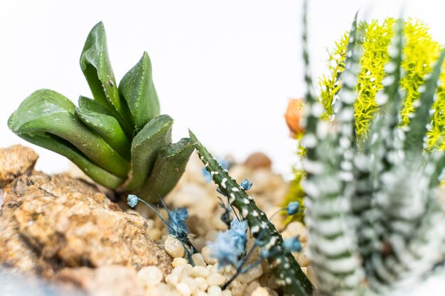 Zdjęcie haworthia pachyphytum i inne sukulenty zbliżenie na białym tle