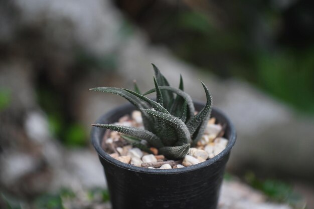 Zdjęcie haworthia sp lub haworthiopsis sp kaktus na garnku sukculent cacti cactaceae drzewo roślina odporna na susze