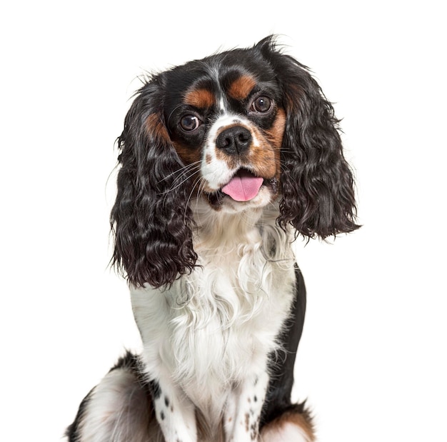 Headshot dyszącego Cavalier King Charles na białym tle