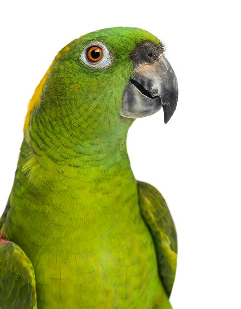 Headshot z papugą Yellow naped (6 lat), na białym tle