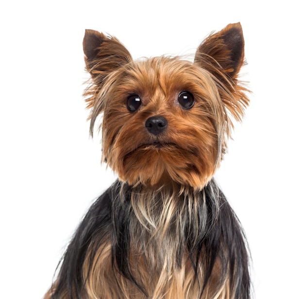 Headshot z Yorkshire Terrier