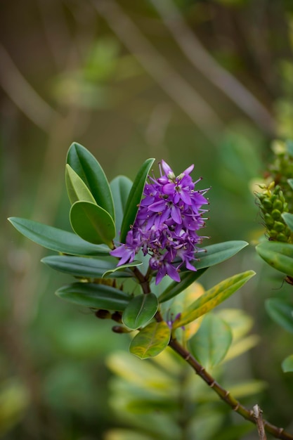 Hebe speciosa lub Weronika