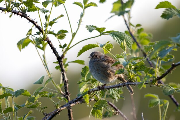 Hedge Accentor (dunnock) W żywopłocie W Sussex