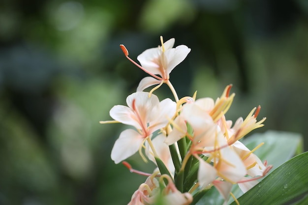 Hedychium coronarium varchrysoleucum zbliżenie kwiatu