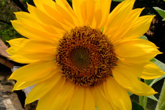 Helianthus annuus. zbliżenie słoneczników. naturalne tło. Nasiona słonecznika są źródłem wit E