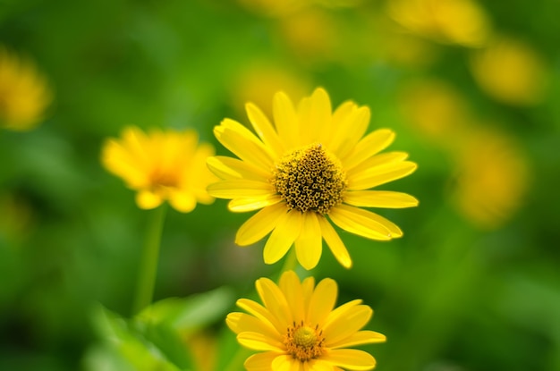 Helianthus tuberosus