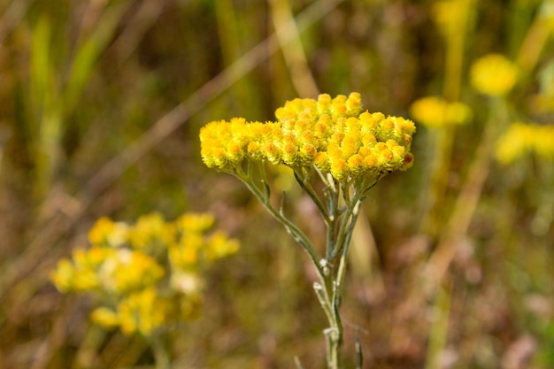 Helichrysum arenarium na łące