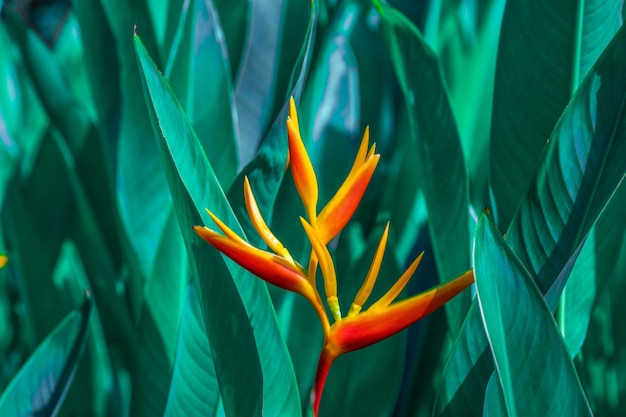 Heliconia psittacorum lub Heliconia Golden Torch lub False Bird of Paradise Flower.