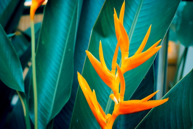 Heliconia psittacorum lub Złotej Pochodni kwiaty z zielonymi liśćmi.