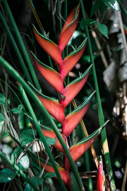 Heliconia Red Flowers