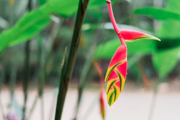 Heliconia rostrata Kwiatostan lub wiszący pazur homara w lesie.