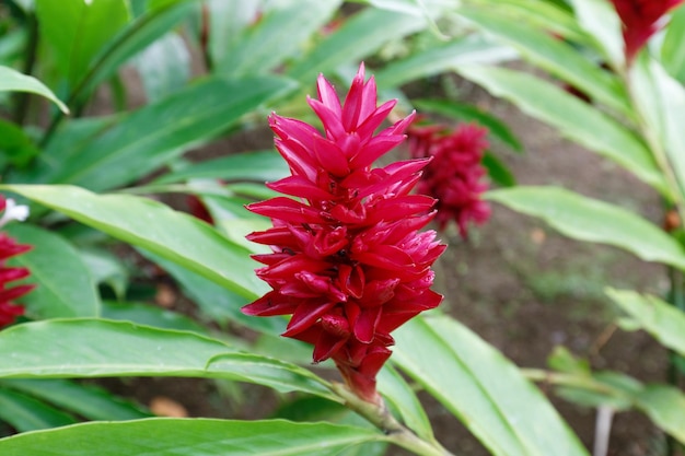 Heliconia z tropikalnym kwiatem porannej rosy w ogrodzie botanicznym w pobliżu Fort de France Morze Karaibskie