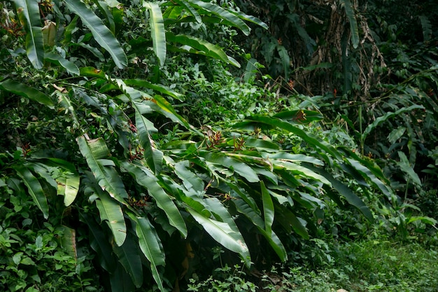 Heliconias w peruwiańskiej dżungli Są to wieloletnie rośliny zielne pochodzenia tropikalnego, które ne