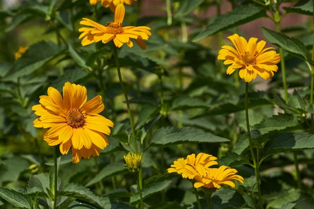 Heliopsis to rodzaj jednorocznych i wieloletnich roślin zielnych z rodziny Asteraceae