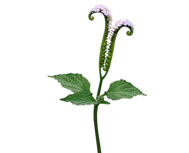 Zdjęcie heliotropium indicum lub indyjski heliotrope jest szeroko stosowany jako tradycyjne lekarstwo