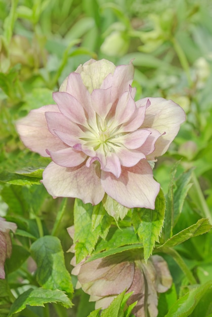 Hellebore Double Ellen Picotee