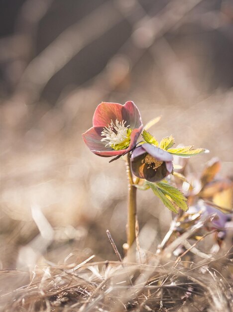 Zdjęcie hellebore