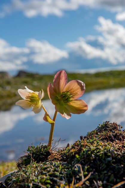 Helleborus kwitnący w górach