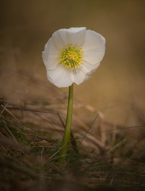 Zdjęcie helleborus niger kwiat