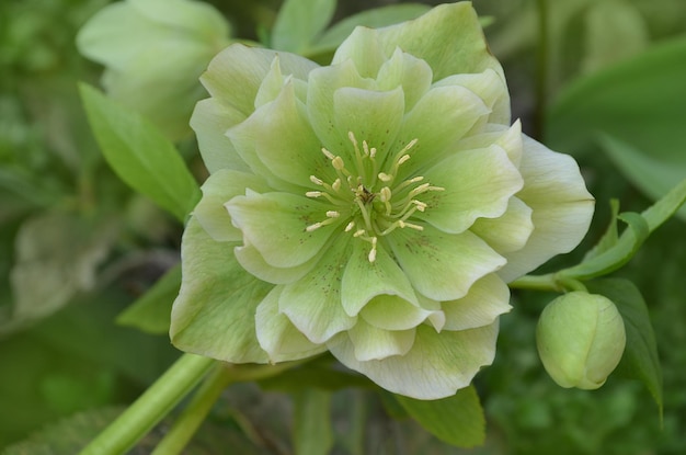 Helleborus niger w leśnym ogrodzie Helleborus niger kwiat w ogrodzie wiosną Zimowa róża lub świąteczny kwiat róży z wiecznie zielonymi liśćmi