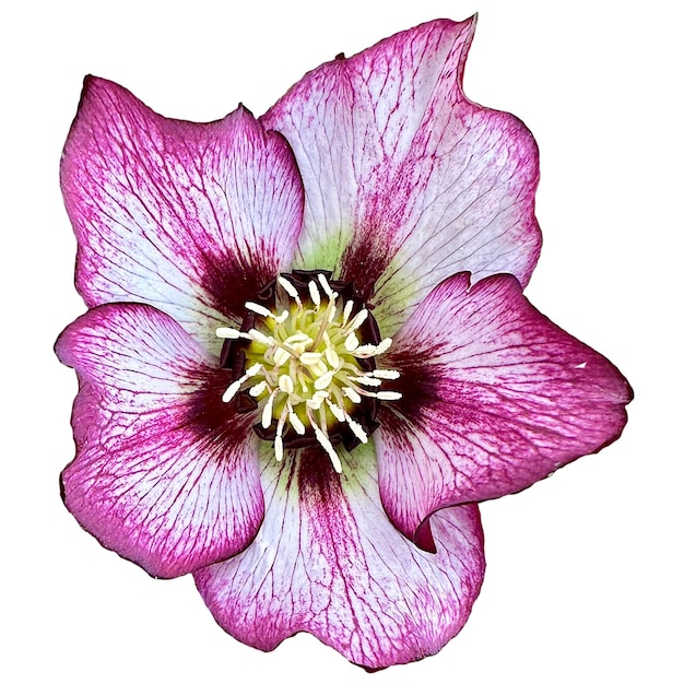 Helleborus orientalis Kwiaty białe tło