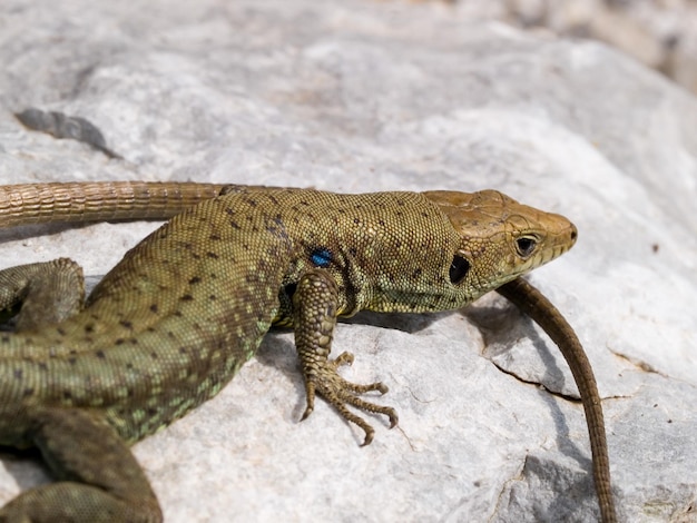 hellenolacerta greaca, grecka jaszczurka skalna, lacerta greaca w grecji