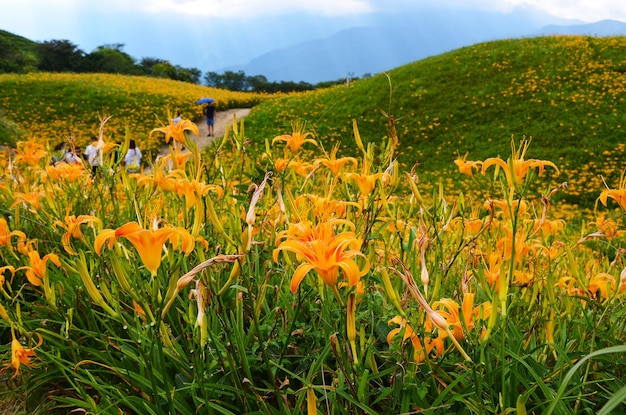 Hemerocallis fulva Orange Daylily Pomarańczowy kwiat lilii dziennej na sześćdziesięciu kamiennych górach Fuli Hualien Tajwan
